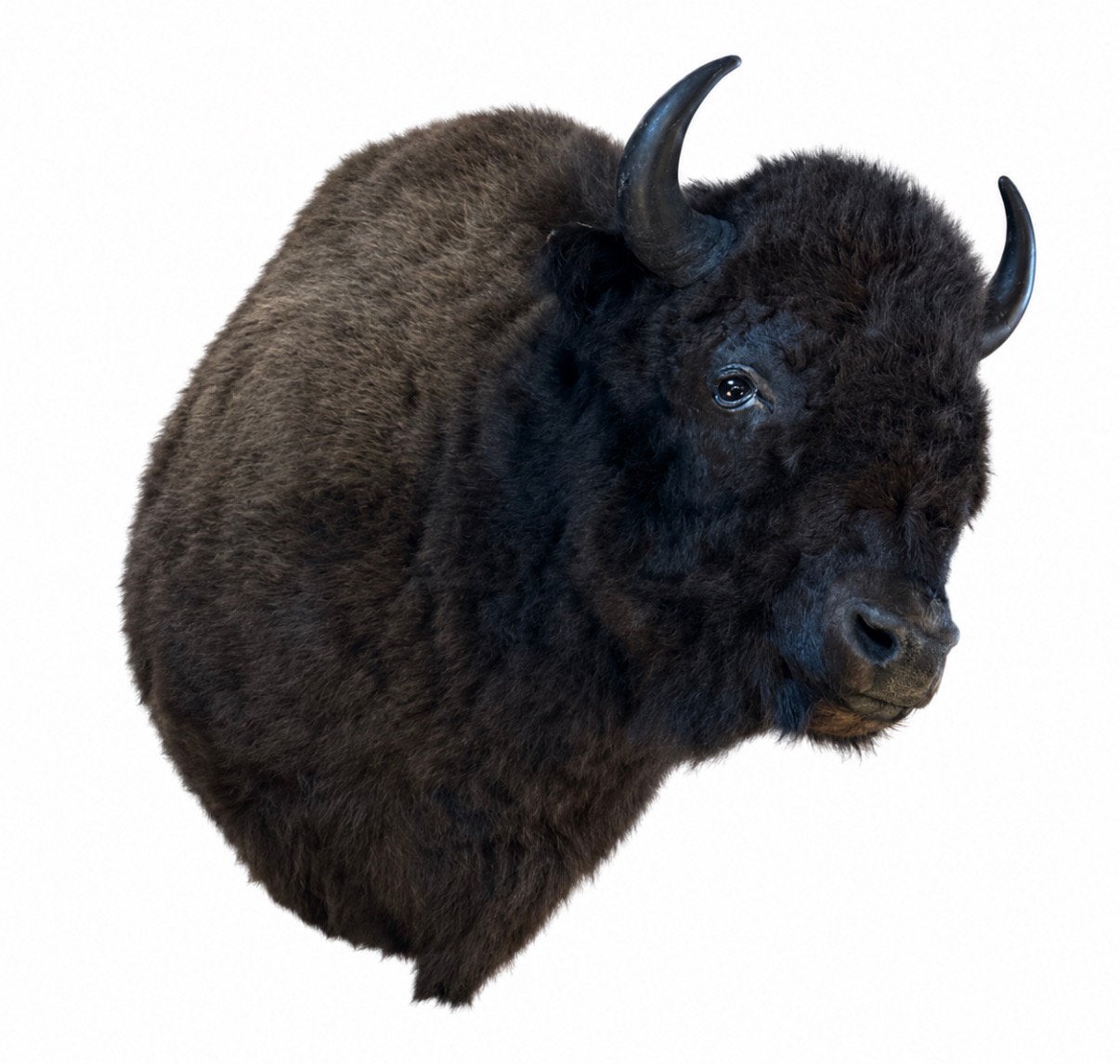 Opgezette Bizon. Nieuw. Preparaat taxidermie opgezet, Ophalen, Nieuw, Wild dier, Opgezet dier