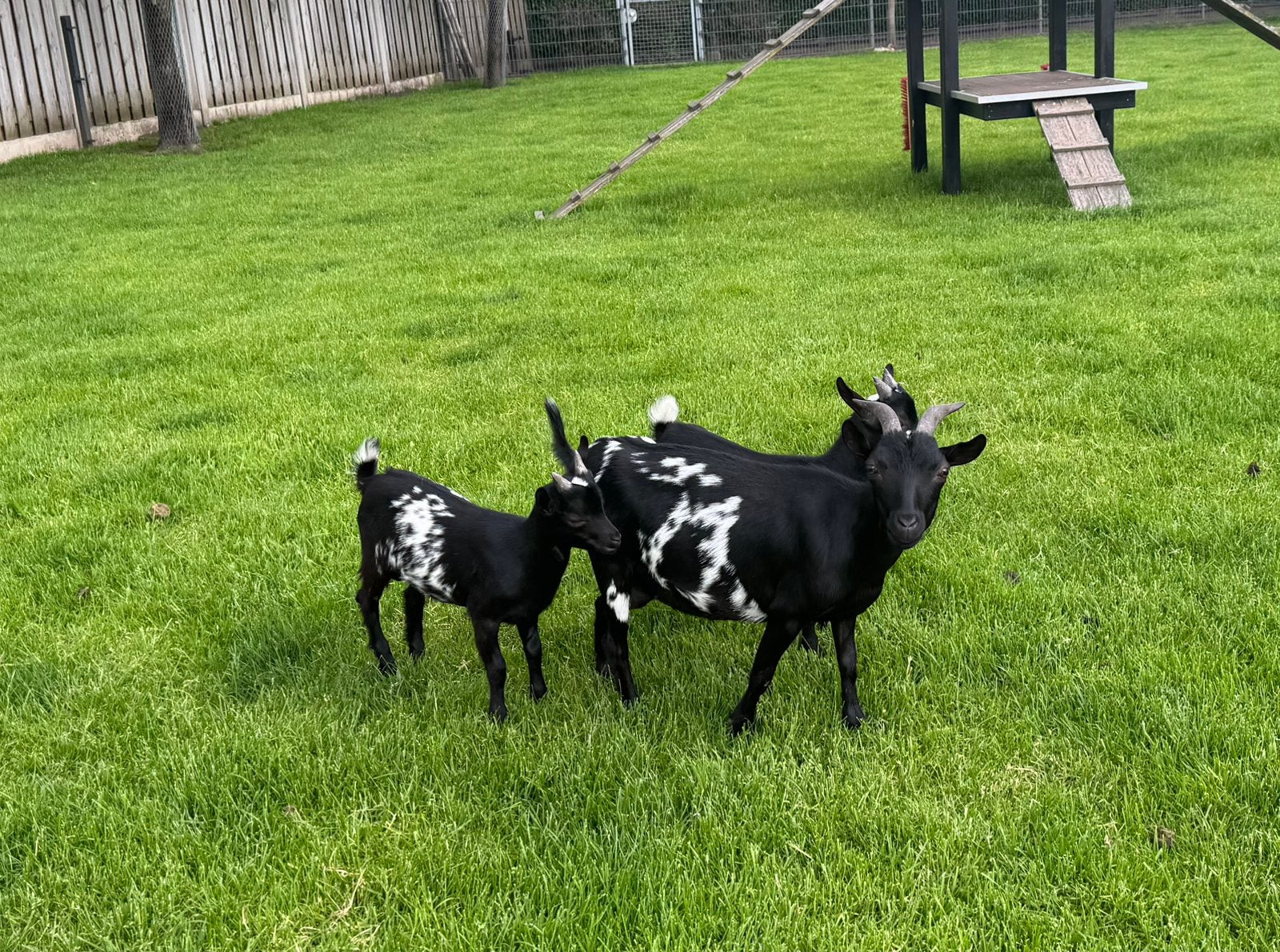 Mooie zwart wit stippel moedergeit met lammetjes, koppel, Dieren en Toebehoren, Schapen, Geiten en Varkens, Meerdere dieren, Geit