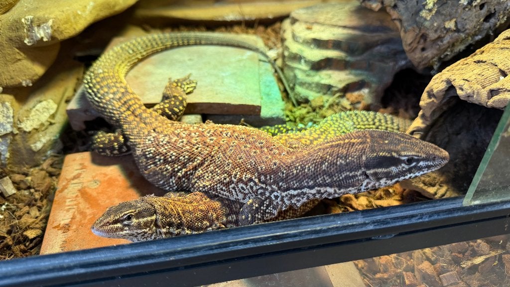 Varanus Ackies red Monitor Lizard photo 3