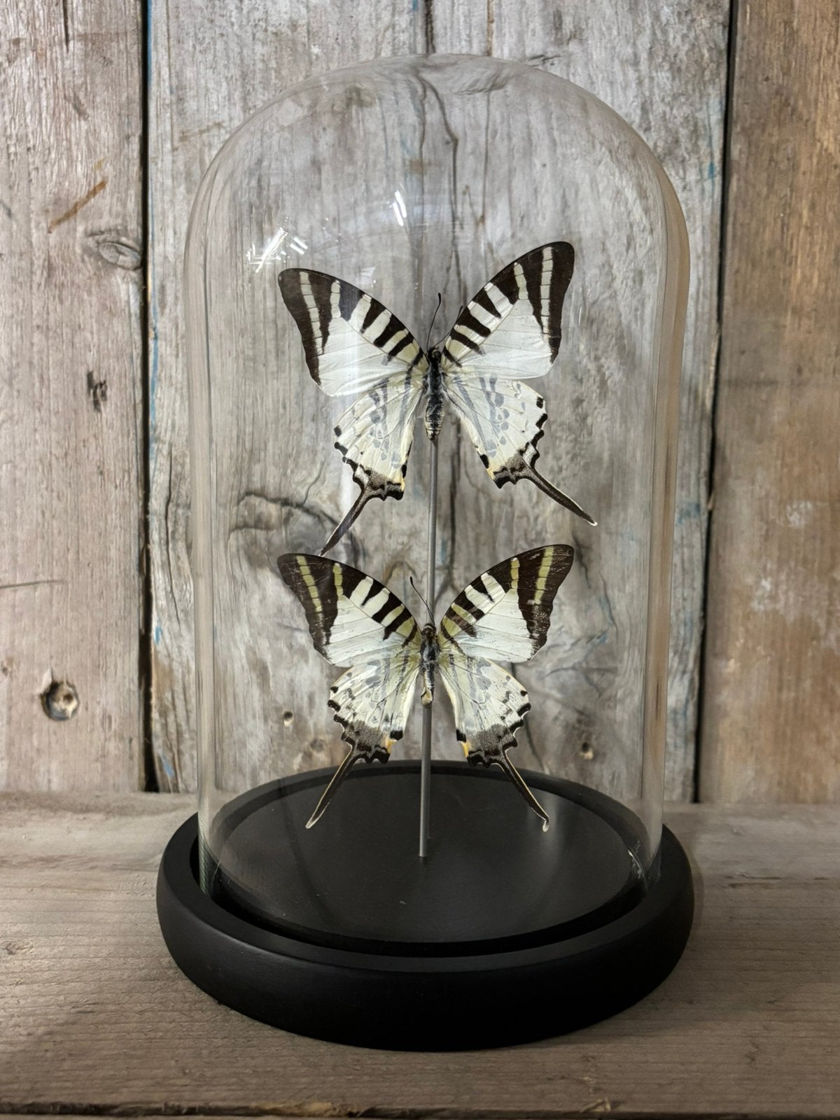 Mooie stolp met twee Graphium Antiphates vlinders, Ophalen of Verzenden, Nieuw, Insect, Opgezet dier