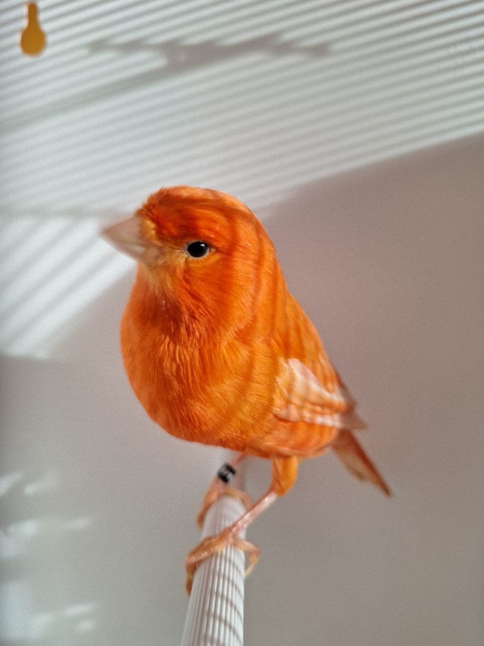 Rode kanarie, Dieren en Toebehoren, Vogels | Kanaries