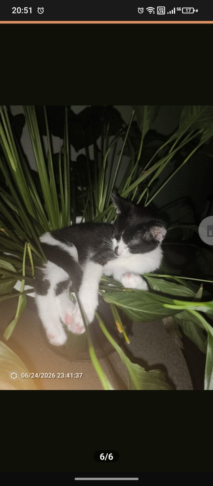 Kitten Gratis voor een goed huis, Dieren en Toebehoren, Poes, Gechipt, 0 tot 2 jaar