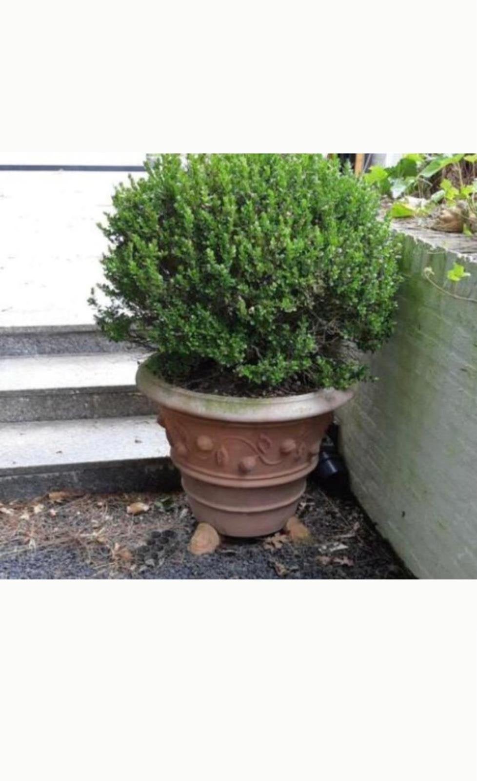 Grote Oude Toscaanse terracotta bloempot 72cm, Ophalen, 40 cm of meer, Rond, Zo goed als nieuw