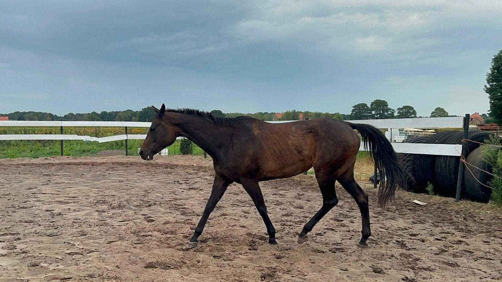 Super lieve Fokmerrie/Weidemaatje/Recreatie Paard️, Dieren en Toebehoren, Merrie, 160 tot 165 cm, 11 jaar of ouder, Recreatiepaard