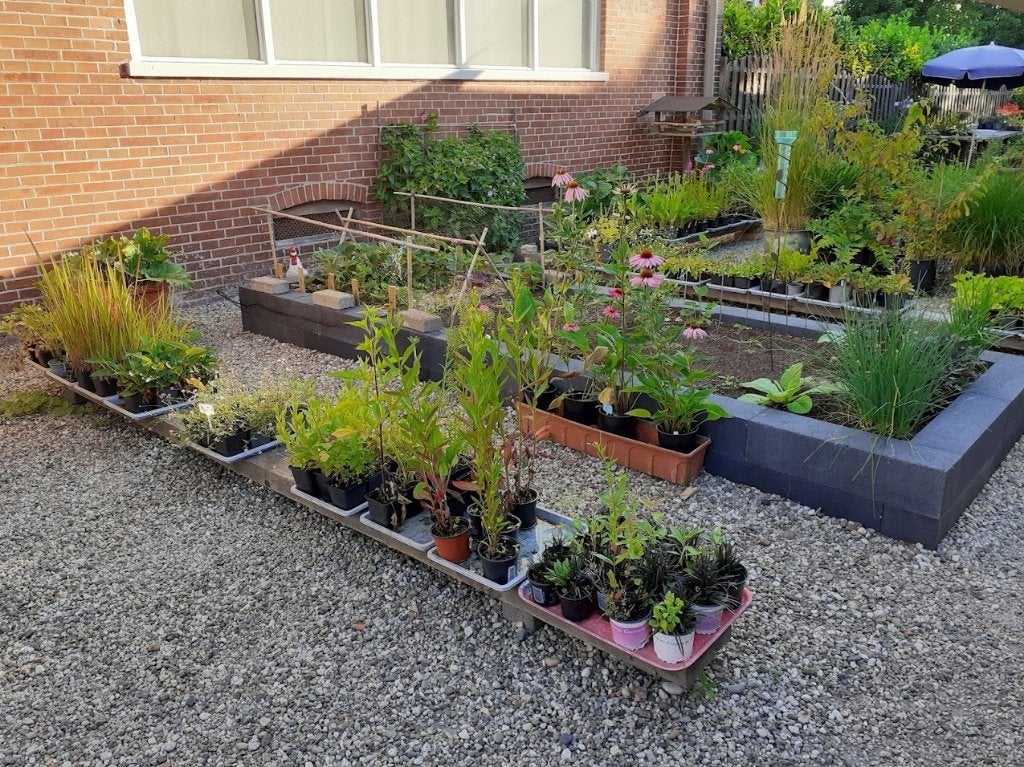 Vaste planten, oa lobelia, zonnehoed, hosta´s, Ophalen, Vaste plant, Overige soorten, Halfschaduw