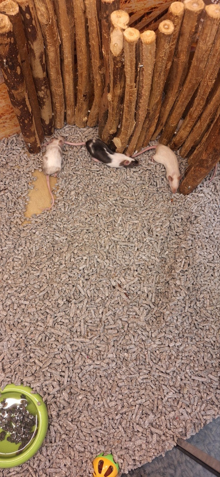 Schattige kleurmuizen, Dieren en Toebehoren, Knaagdieren, April, Muis, Vrouwelijk, Tam