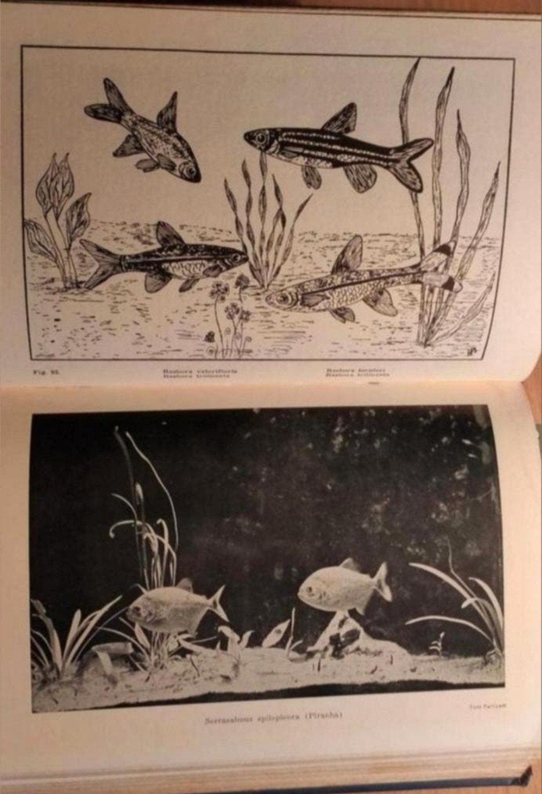Kleurpracht in het Aquarium - K. Werner (1958), Ophalen of Verzenden, Gelezen, Bloemen, Planten en Bomen, J.Harry