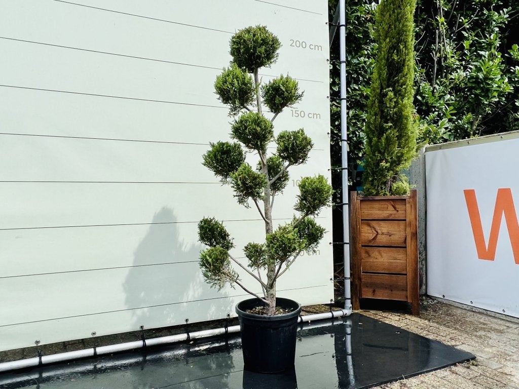 Cupressocyparis Leylandii - Pon Pon - hoogte 175 cm, Tuin en Terras, Planten | Bomen, In pot, Bloeit niet, Halfschaduw, 100 tot 250 cm