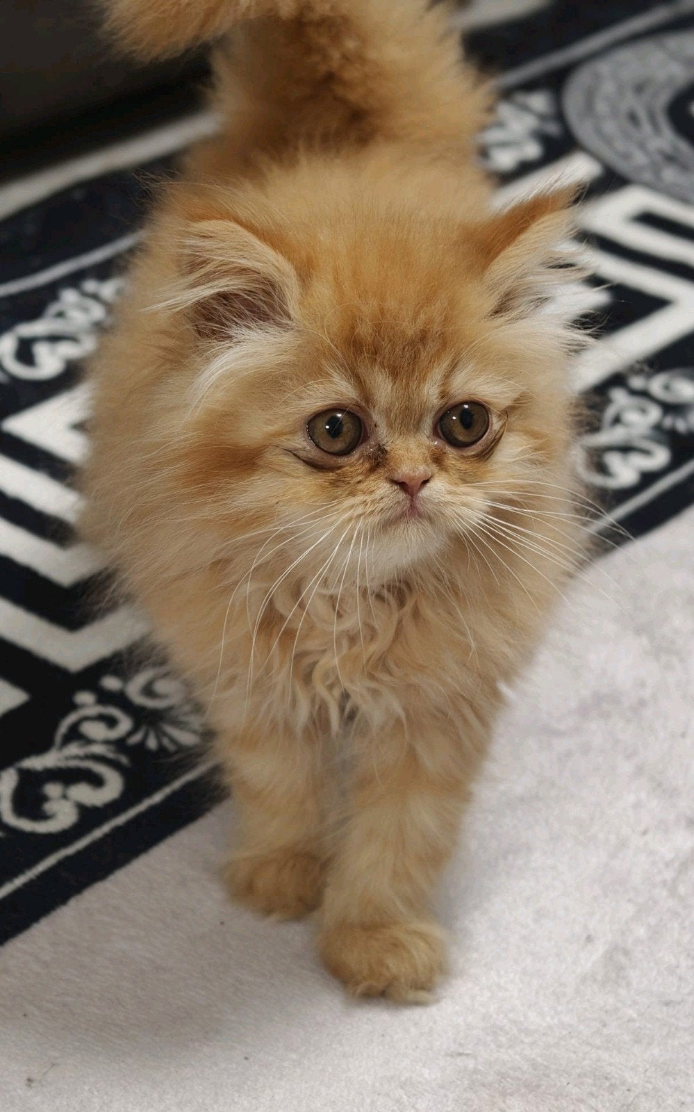 Perzische kitten, Dieren en Toebehoren, Katten en Kittens | Raskatten | Langhaar