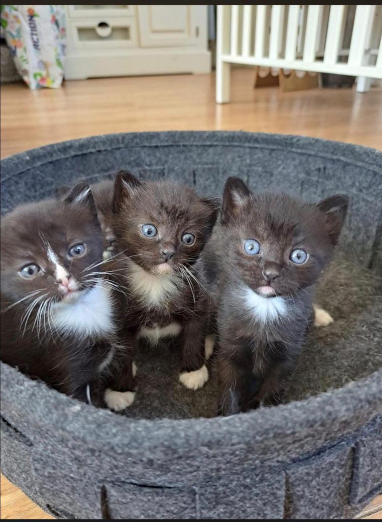 Ras katten kittens, Meerdere dieren, 0 tot 2 jaar
