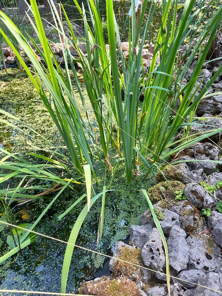 Vijverplanten, Ophalen, Nieuw
