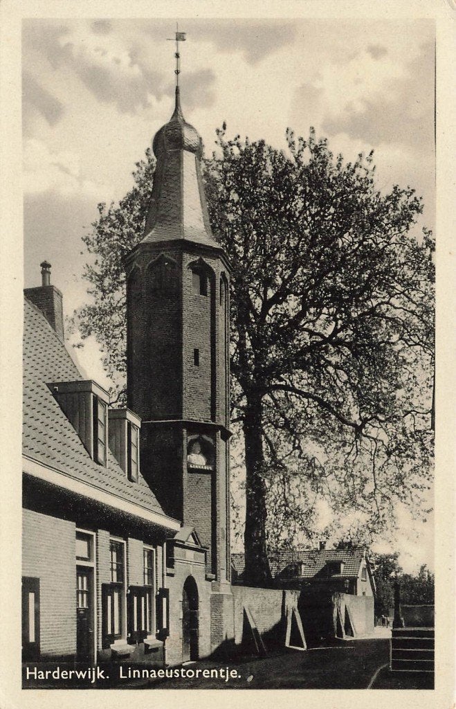 Harderwijk, Linnaeustorentje, Ophalen of Verzenden, 1940 tot 1960, Gelopen, Gelderland