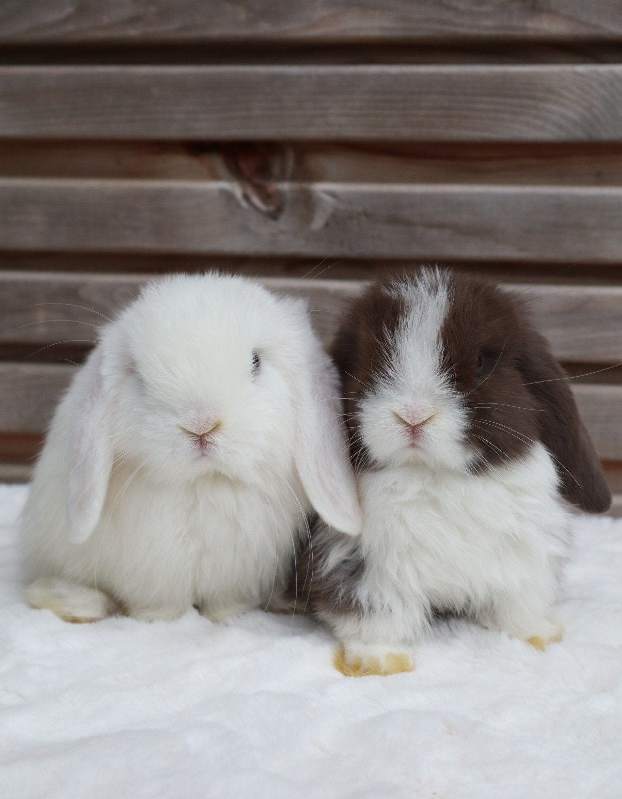 lieve minilop konijntjes, Dieren en Toebehoren, Meerdere dieren