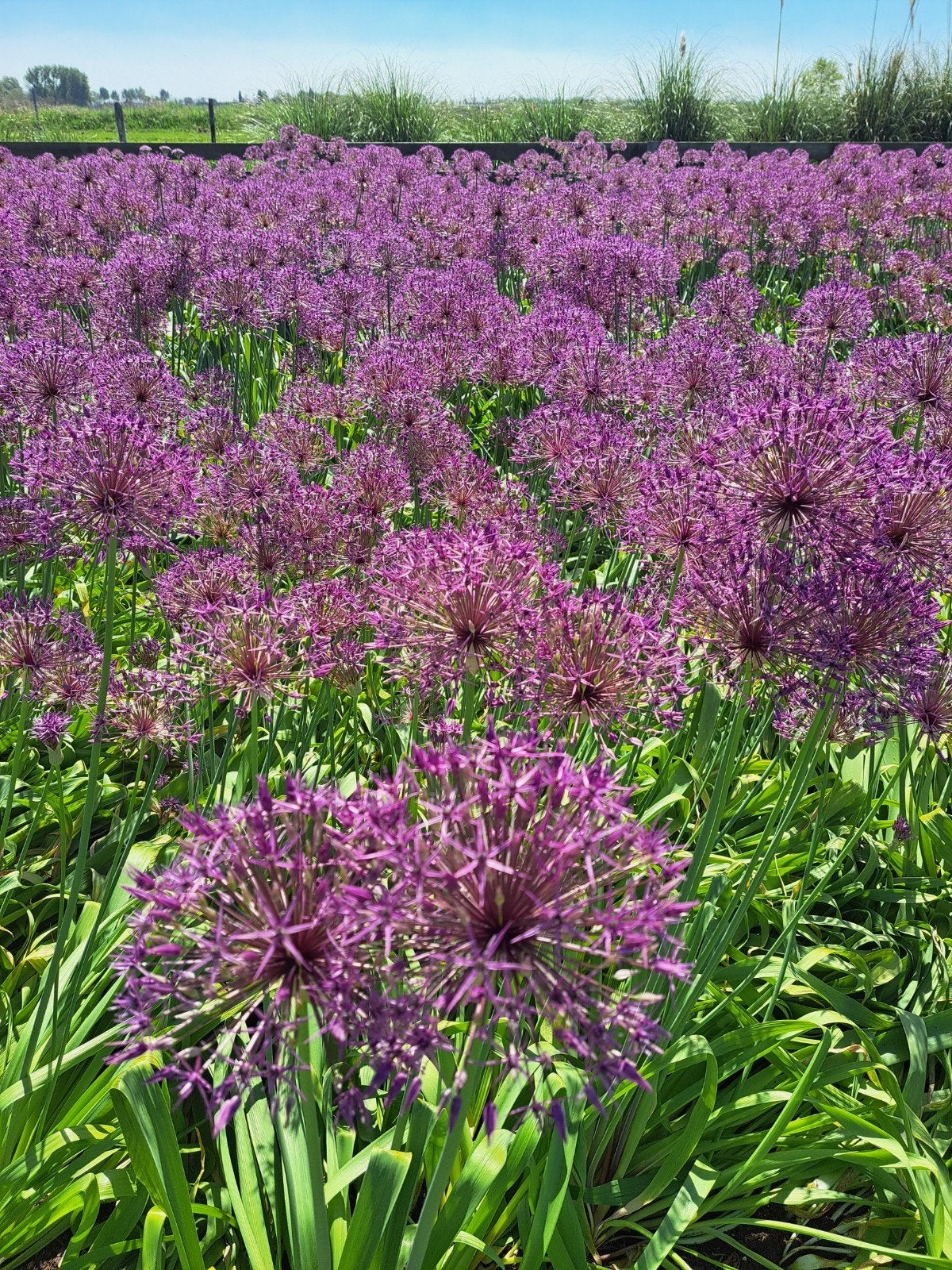 Alium purple rain, Ophalen of Verzenden, Overige soorten, Halfschaduw