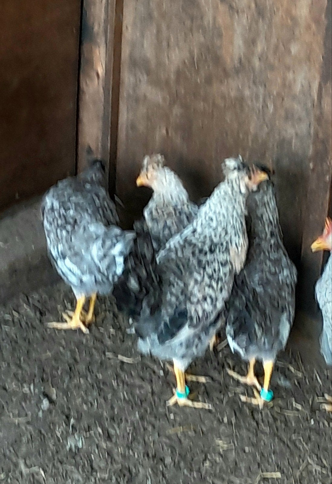 Te koop mooie jonge cream legbar kippen., Meerdere dieren, Kip