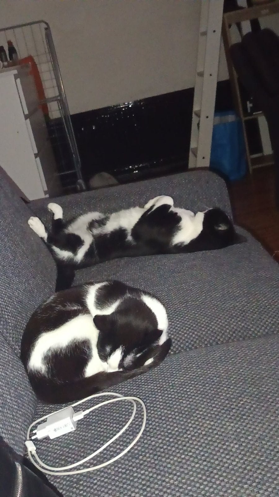 Katers zoeken nieuw huis, Dieren en Toebehoren, Kater