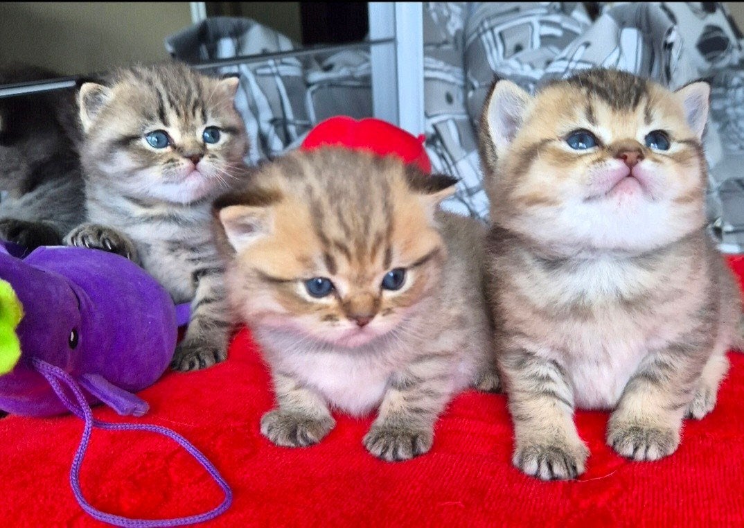 Brits Korthaar kittens in bijzondere kleuren!!!, Dieren en Toebehoren, Katten en Kittens | Raskatten | Korthaar, Meerdere dieren