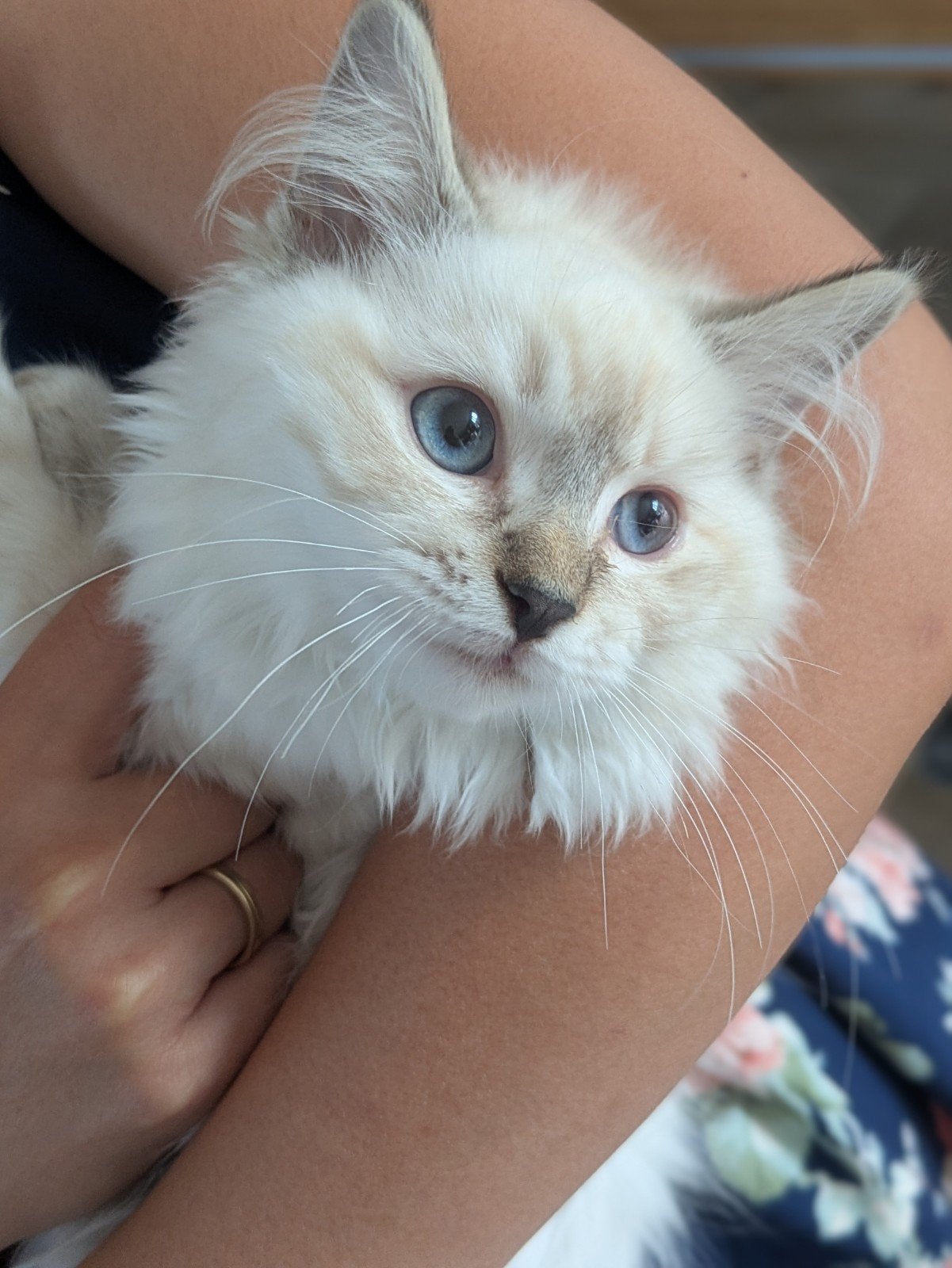 Ragdoll kitten 1 poesje gelijk te adopteren Meerstad, Geslacht onbekend, Gechipt, 0 tot 2 jaar