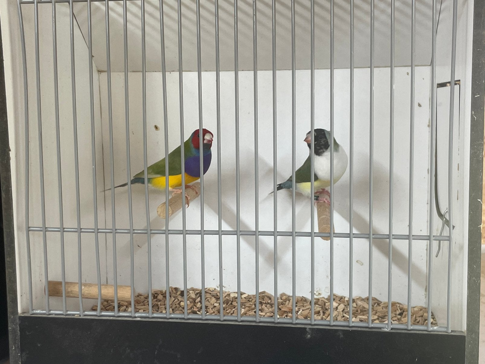 Gouldamadine koppel, Meerdere dieren, Tropenvogel