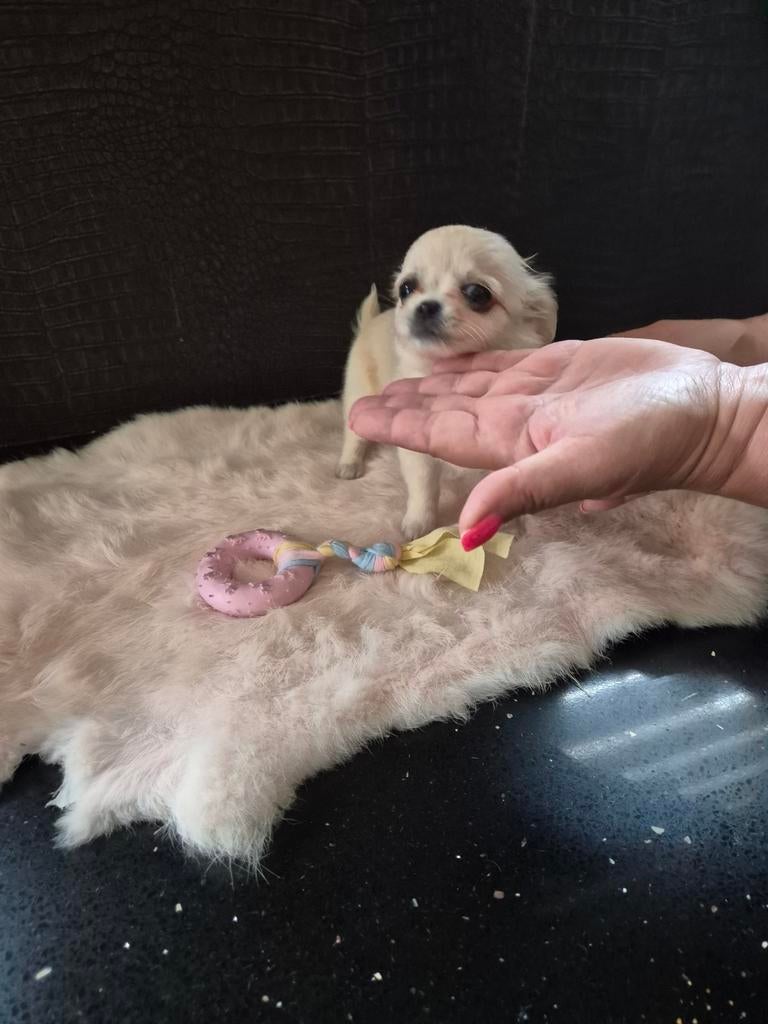 Klein blijvend chihuahua pupjes, 8 tot 15 weken, Parvo, Meerdere, Meerdere dieren