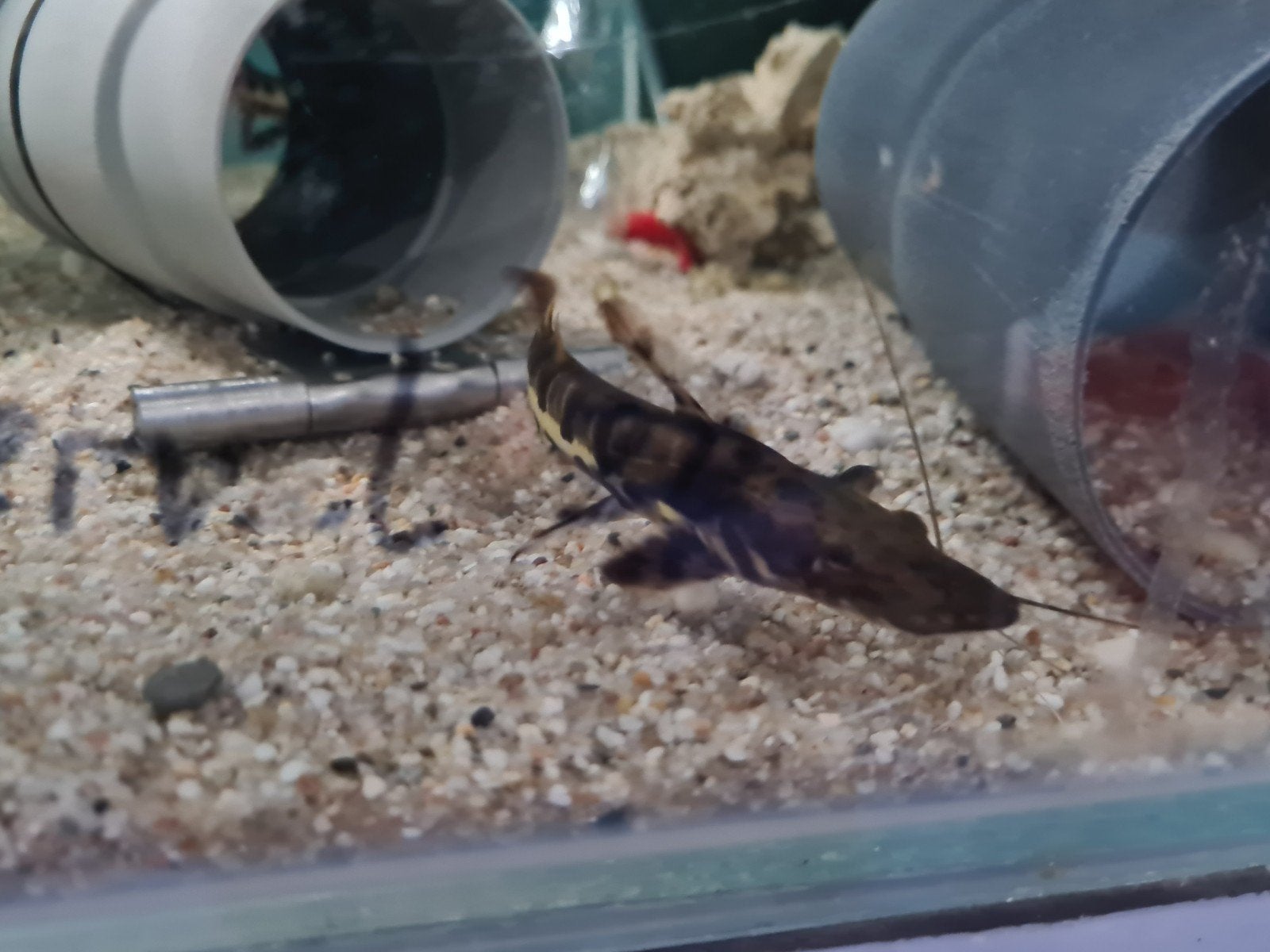 Tijgerspatelbekmeerval, Pseudoplatystoma Fasciatum, Dieren en Toebehoren, Vissen | Aquariumvissen, Vis, Zoetwatervis