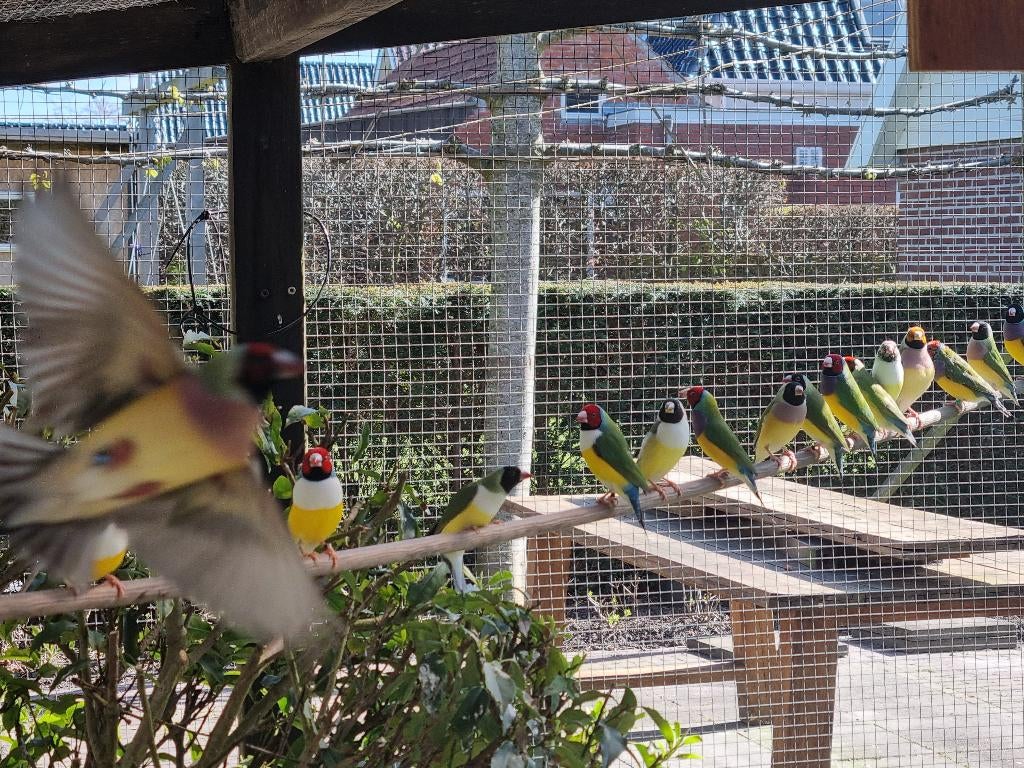 Gouldamadines meerdere koppels, Dieren en Toebehoren, Meerdere dieren, Tropenvogel