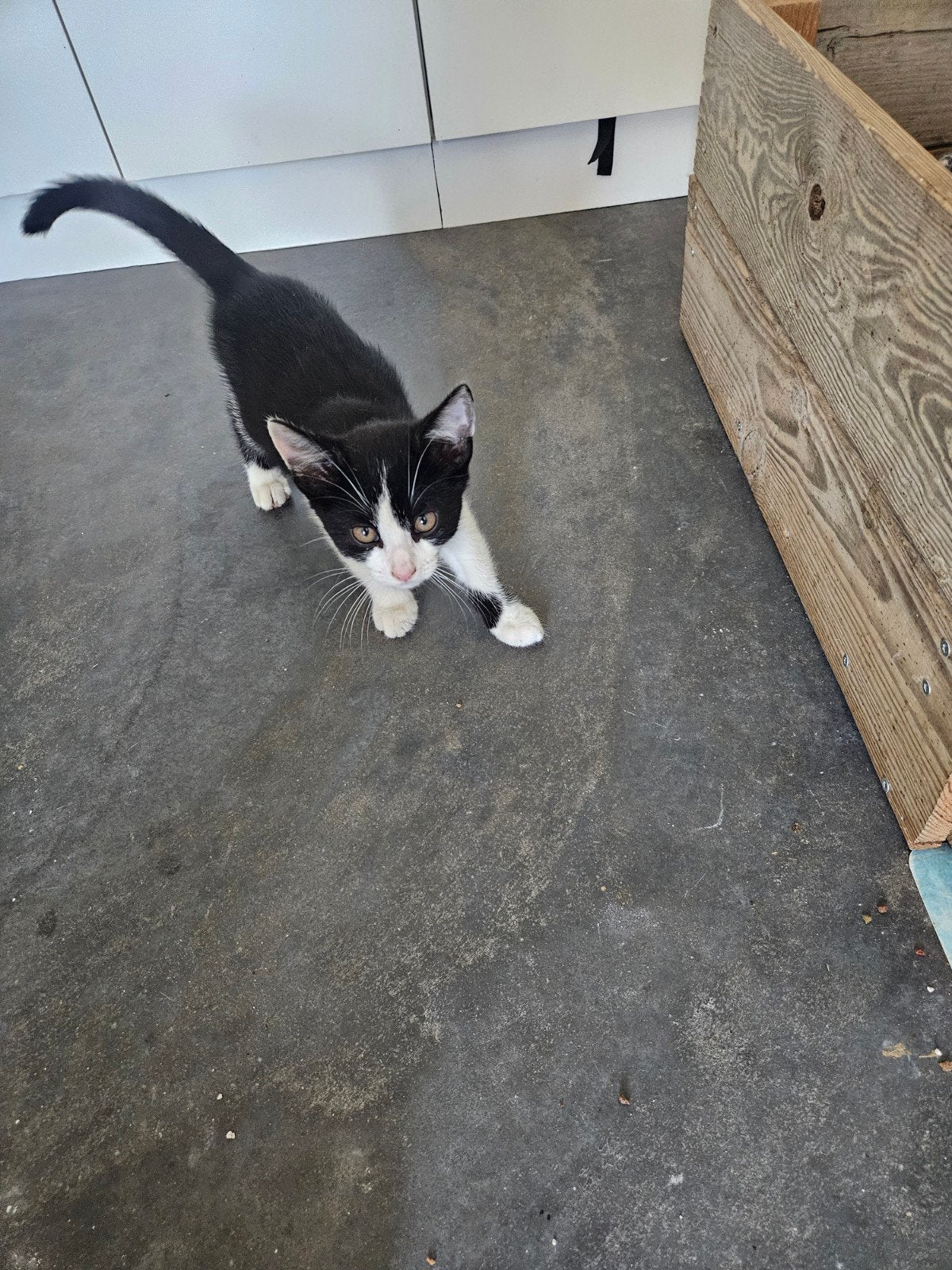 Prachtige kittens jonge katjes, Dieren en Toebehoren, Meerdere dieren, 0 tot 2 jaar