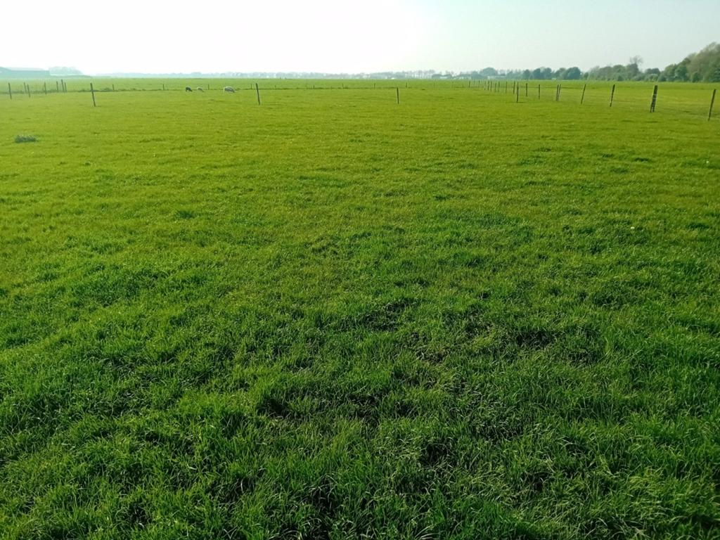 Grasland weideland te huur.