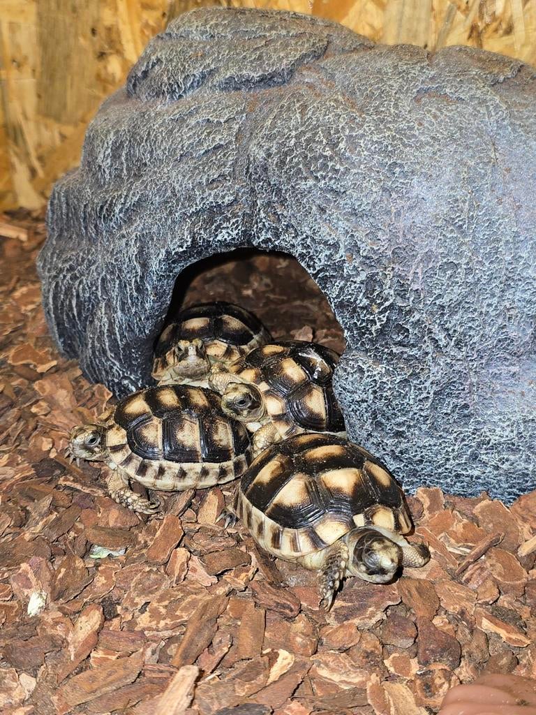 Nakweek Testudo marginata Tortoise - unknown for sale from Lost Treasures