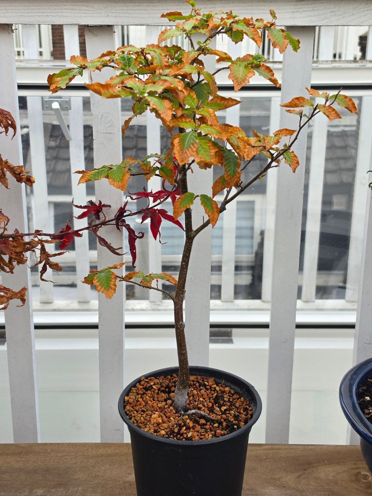 Fagus sylvatica pre-bonsai - Beukenboom, Overige soorten, Vaste plant, Ophalen of Verzenden, Bloeit niet