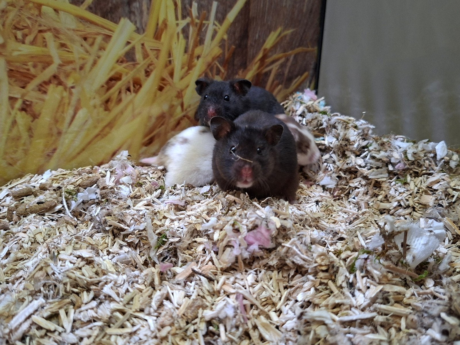 Hele lieve Syrische hamster vrouwen, Juli, Vrouwelijk, Hamster