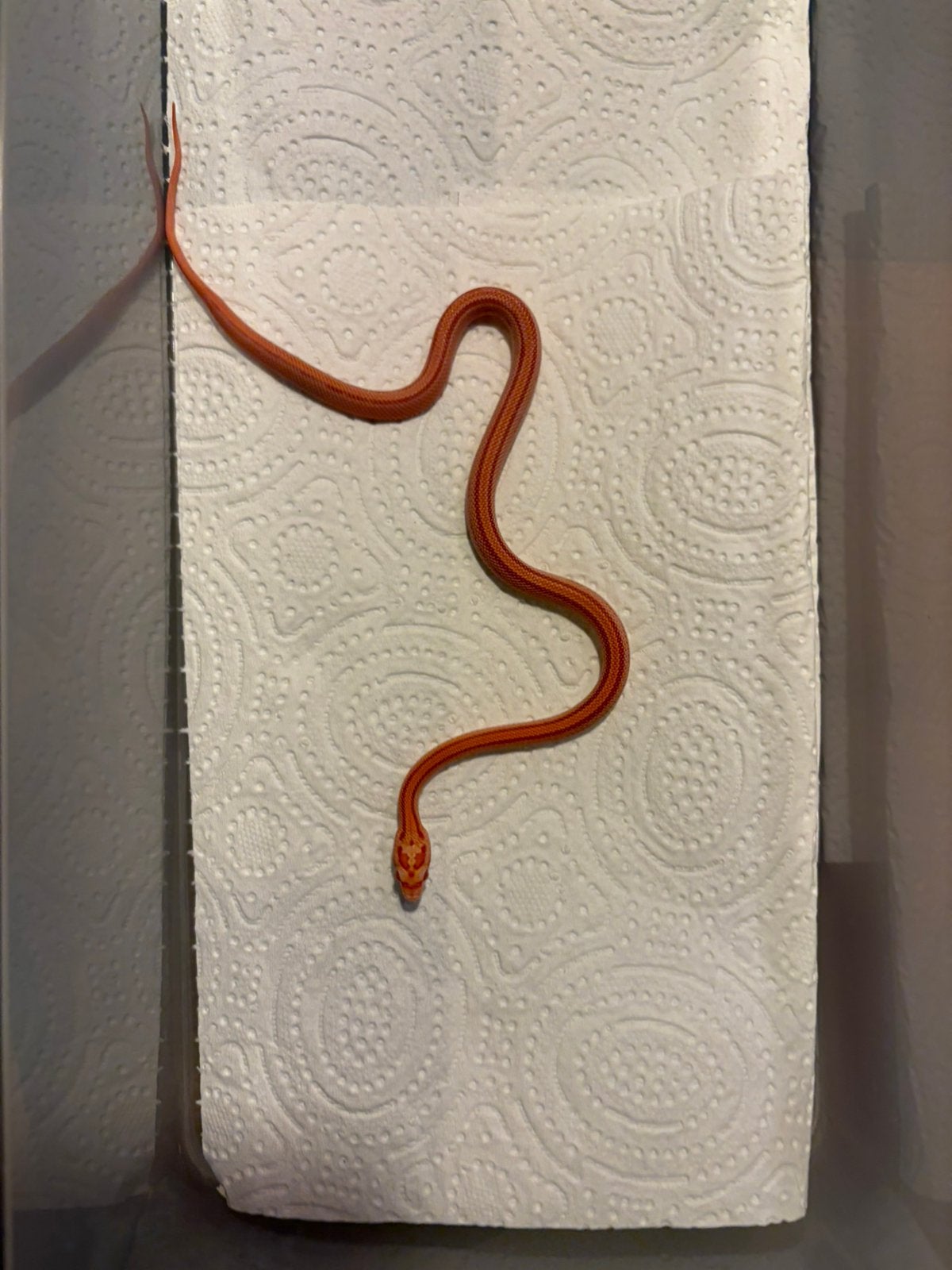 Jonge Rattenslangen, Dieren en Toebehoren, Reptielen en Amfibieën, Amfibie, 0 tot 2 jaar