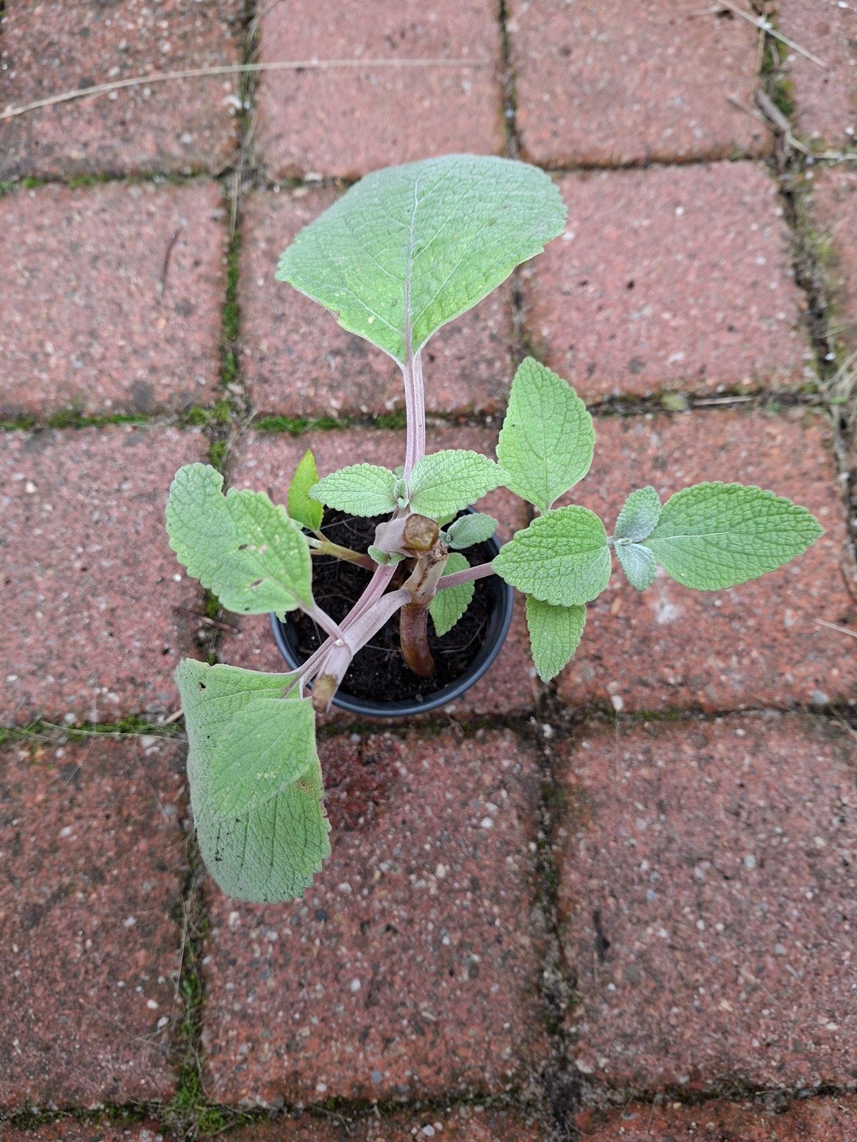 2 soorten plectranthus, Ophalen of Verzenden, Overige soorten, Volle zon