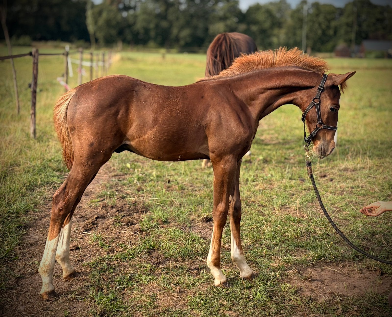 Prachtig NWR hengstveulen, Dieren en Toebehoren, Pony's, Met stamboom, Niet van toepassing, 0 tot 2 jaar, Hengst