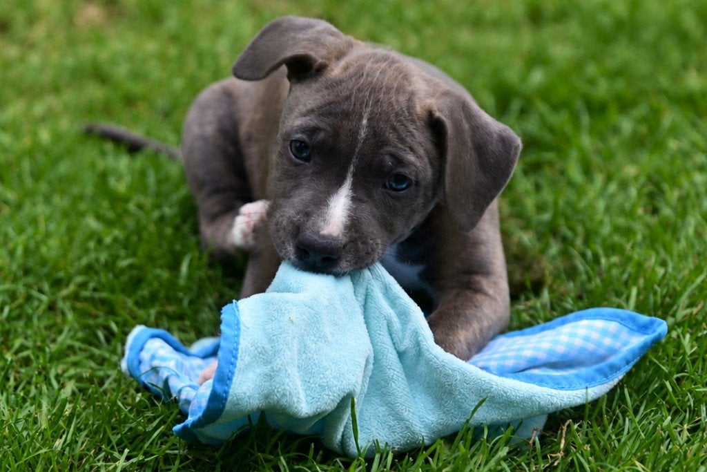 Prachtige Engelse Stafford pups/ blauw-brindle, Overige rassen, 8 tot 15 weken, Teef, Meerdere