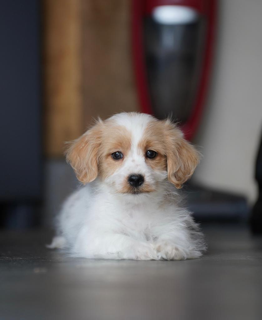 Boompoo pups | Boomer x Dwergpoedel, Parvo, Nederland, 8 tot 15 weken, Meerdere