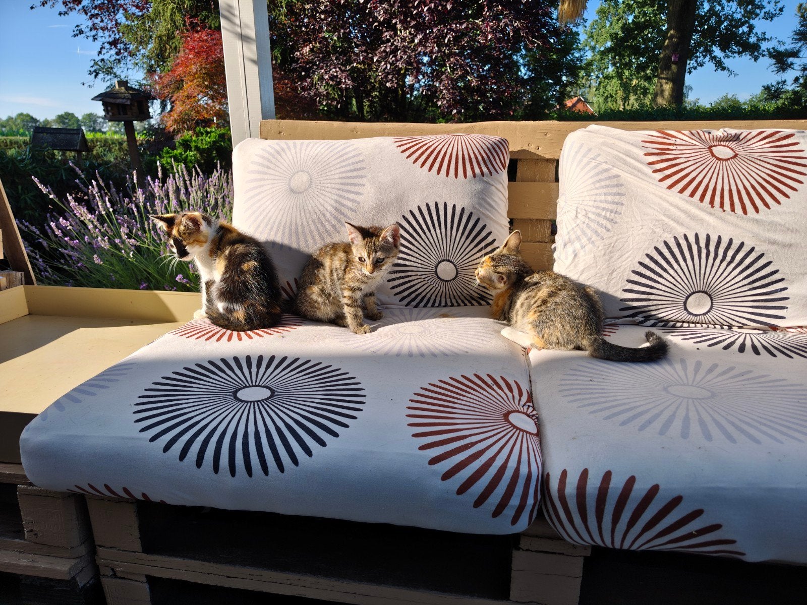7 lieve kittens rood/tijger enzovoort, Meerdere dieren, Kortharig, 0 tot 2 jaar