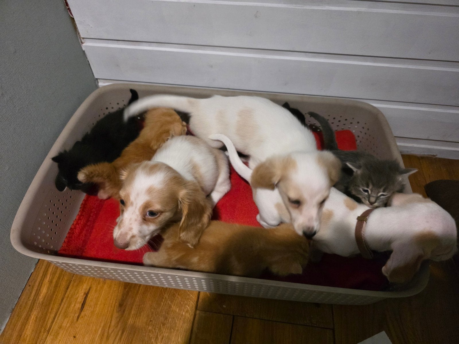 kaninchen teckel crème piebald puppy's langharige, Dieren en Toebehoren, Kaninchen, Reu, 8 tot 15 weken, Meerdere