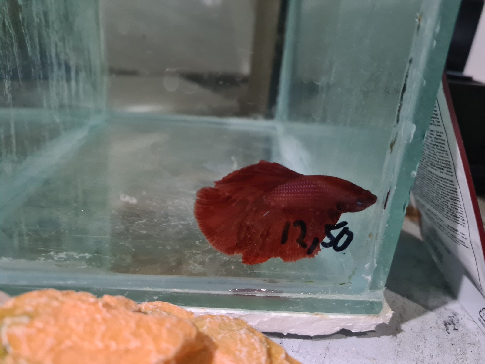 Betta splendens super delta kempvis man, Vis, Zoetwatervis