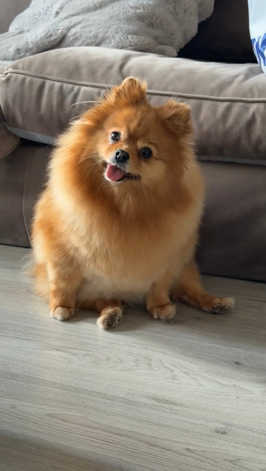 Nieuw baasje gezocht voor onze lieve Bella, Nederland, Keeshond, Teef, Parvo