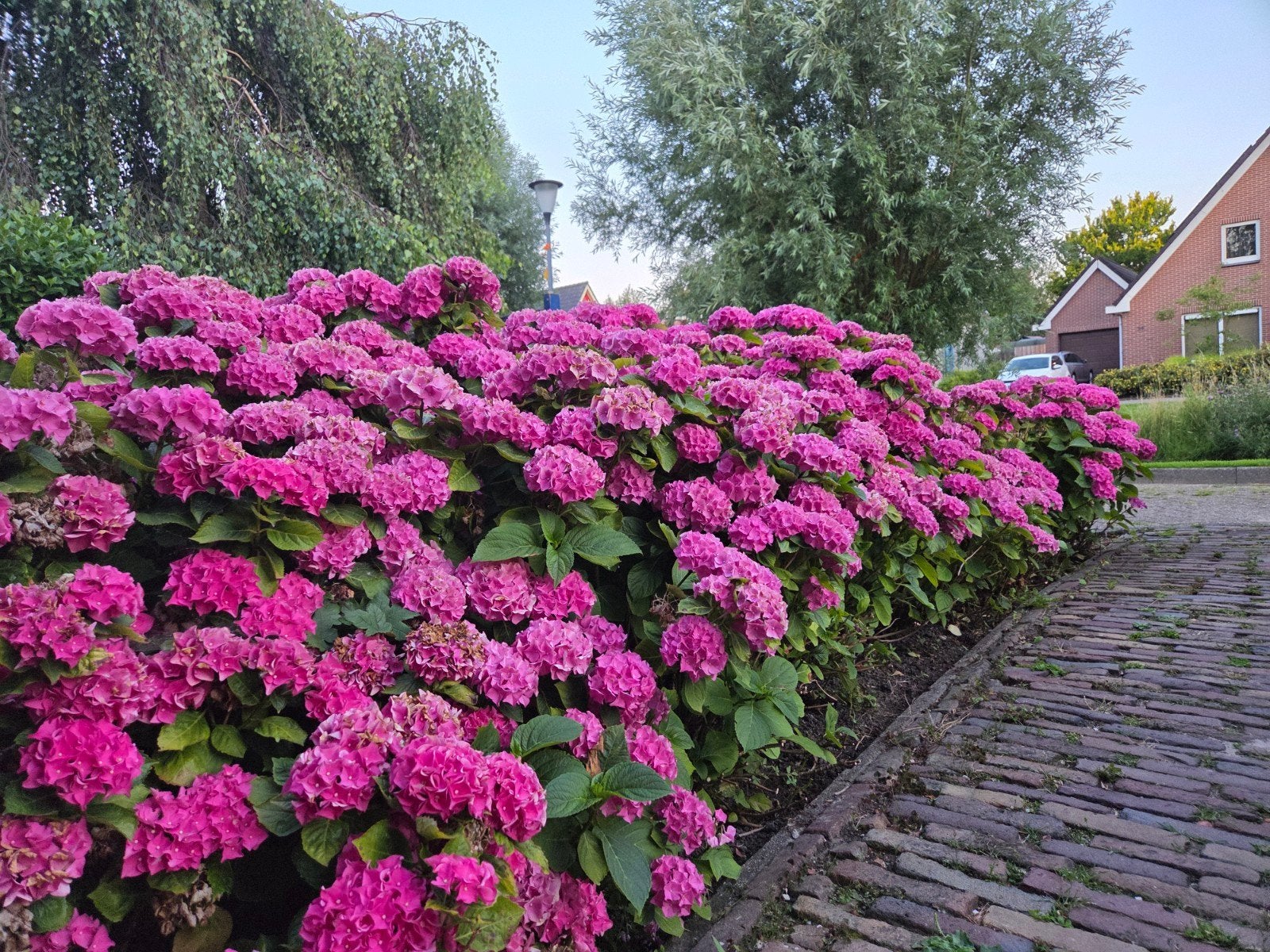 Roze Hortensia's / Annebelle Strong (25-30 stuks), Tuin en Terras, Vaste plant, Halfschaduw, Zomer, Ophalen
