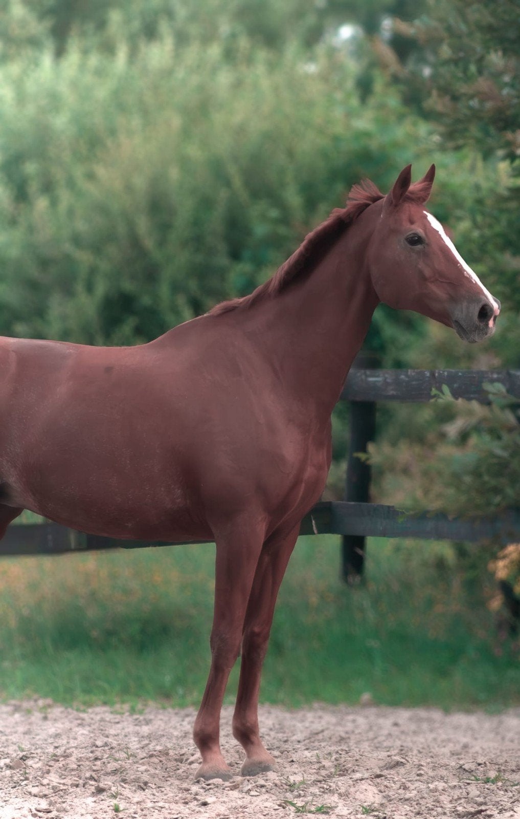 Lieve KWPN-merrie van 21 jaar zoekt een fijn nieuw thuis, Dieren en Toebehoren, Paarden, Merrie, Met stamboom, M, 11 jaar of ouder