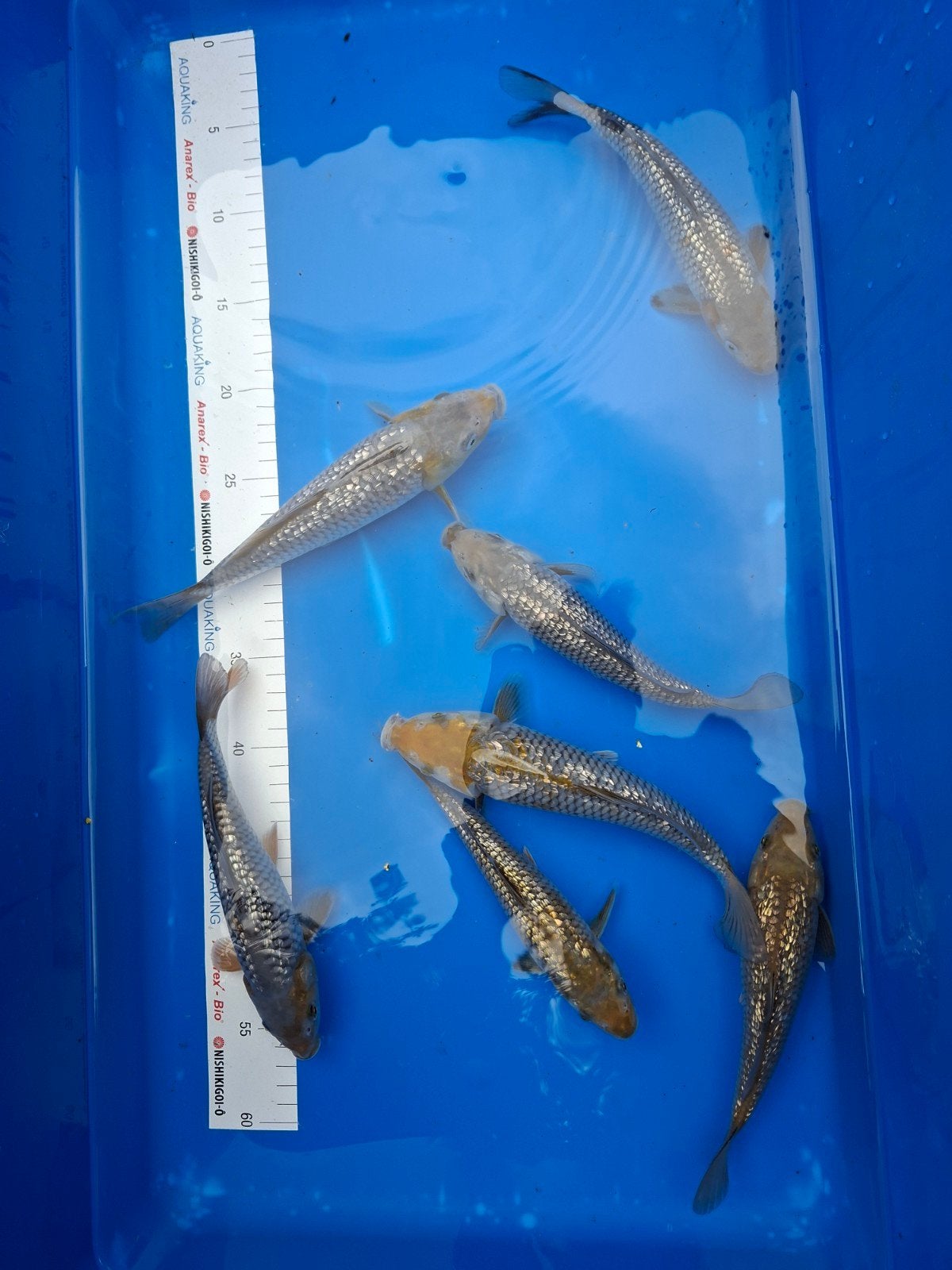 Mooie koi te koop., Karper of Koi