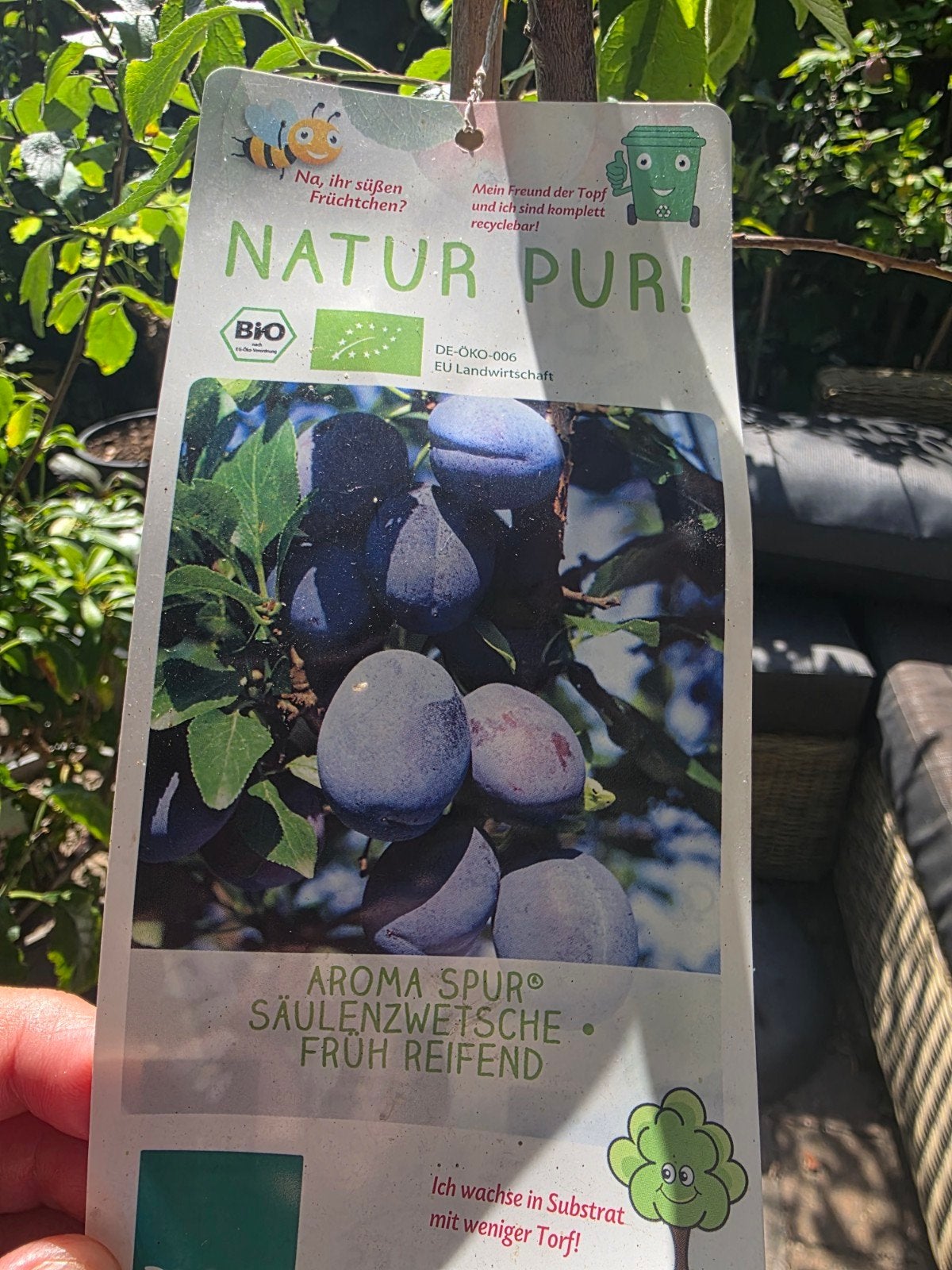 Natur Pur pruimenboom - Aroma Spur, vroeg rijp, Ophalen, Lente, Volle zon, In pot