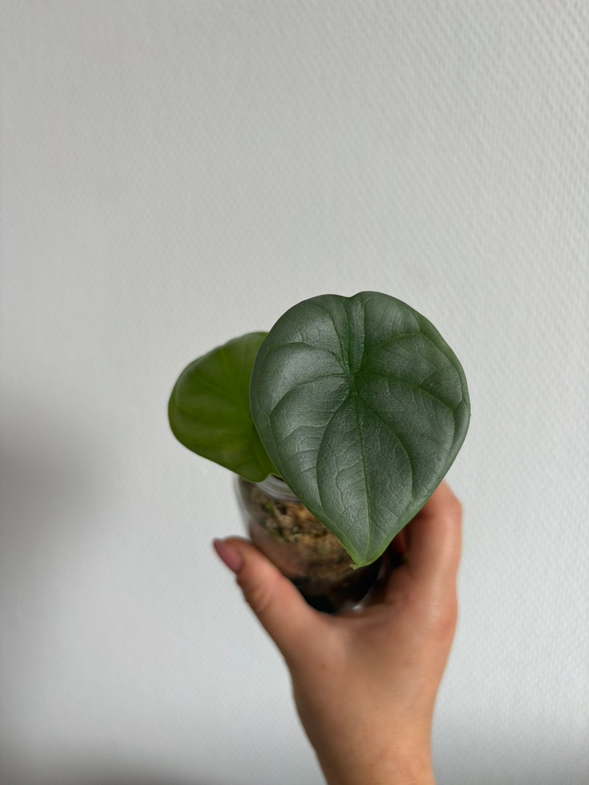 Alocasia Silver Dragon (1), Overige soorten, In pot, Minder dan 100 cm, Groene kamerplant