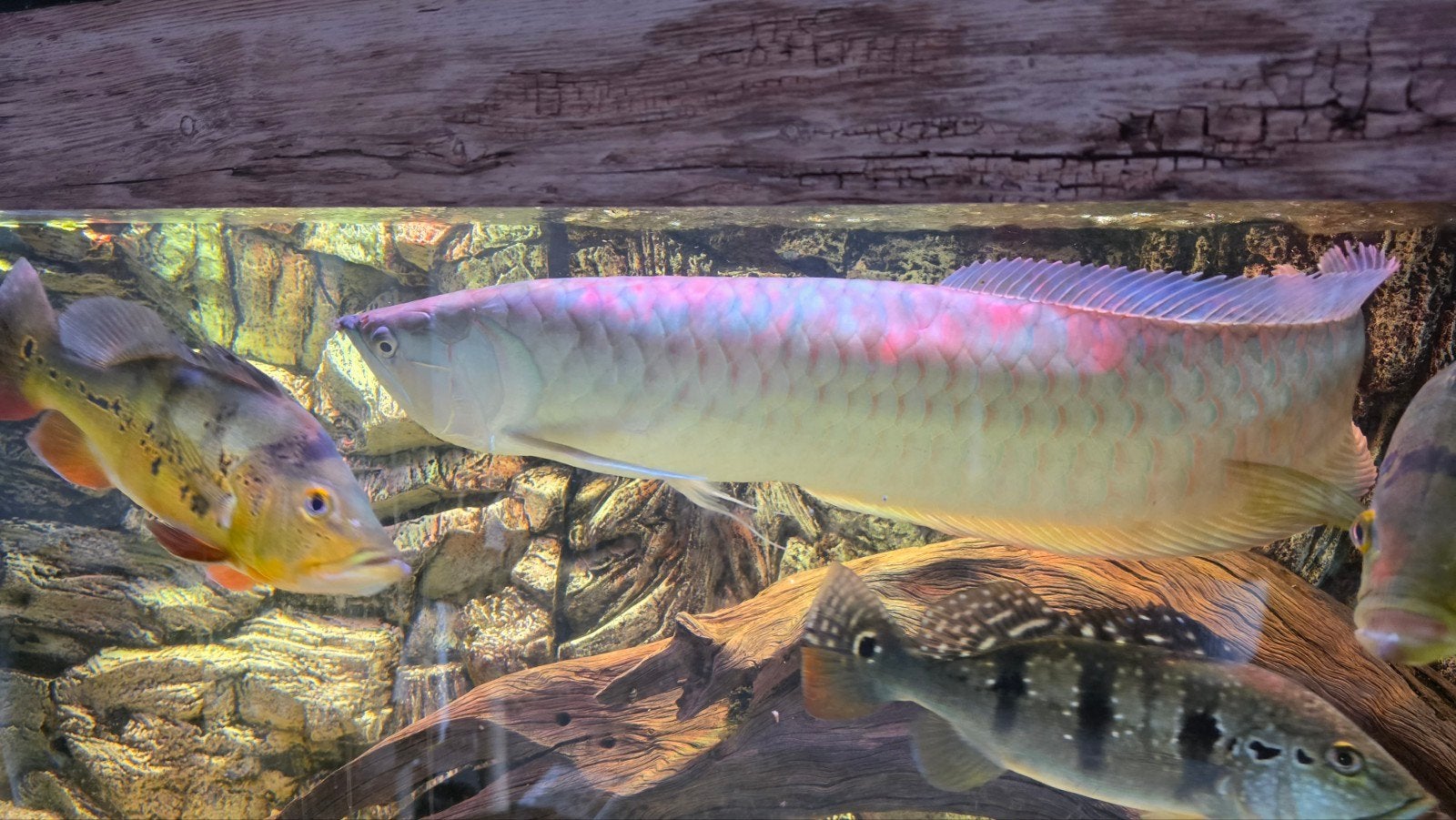 zilveren arowana 60+ cm, Dieren en Toebehoren, Vis