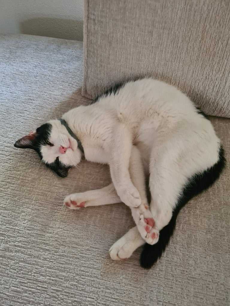 Kat Pip zoekt nieuw baasje, Kater, Gechipt, 6 jaar of ouder
