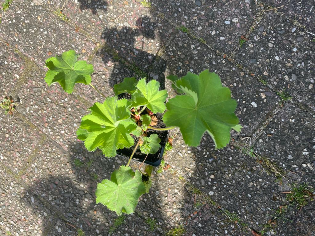 Vrouwenmantel (Alchemilla mollis) - Sterke bodembedekker, Ophalen, Bodembedekkers, Volle zon, Vaste plant