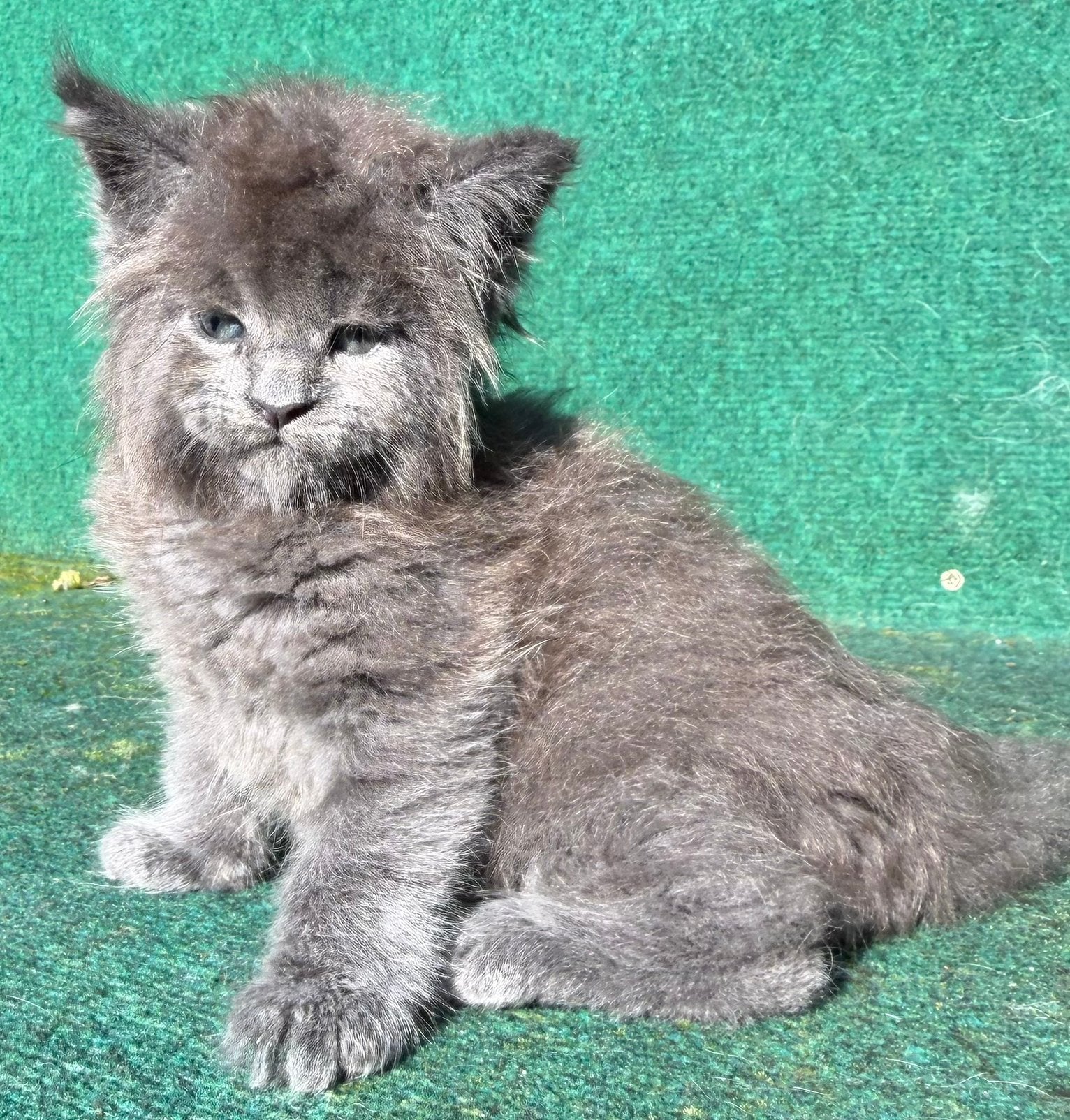 We verwachten 2 maine coon nestjes van Russische/showlijnen, Dieren en Toebehoren, Kater, Met stamboom, 0 tot 2 jaar