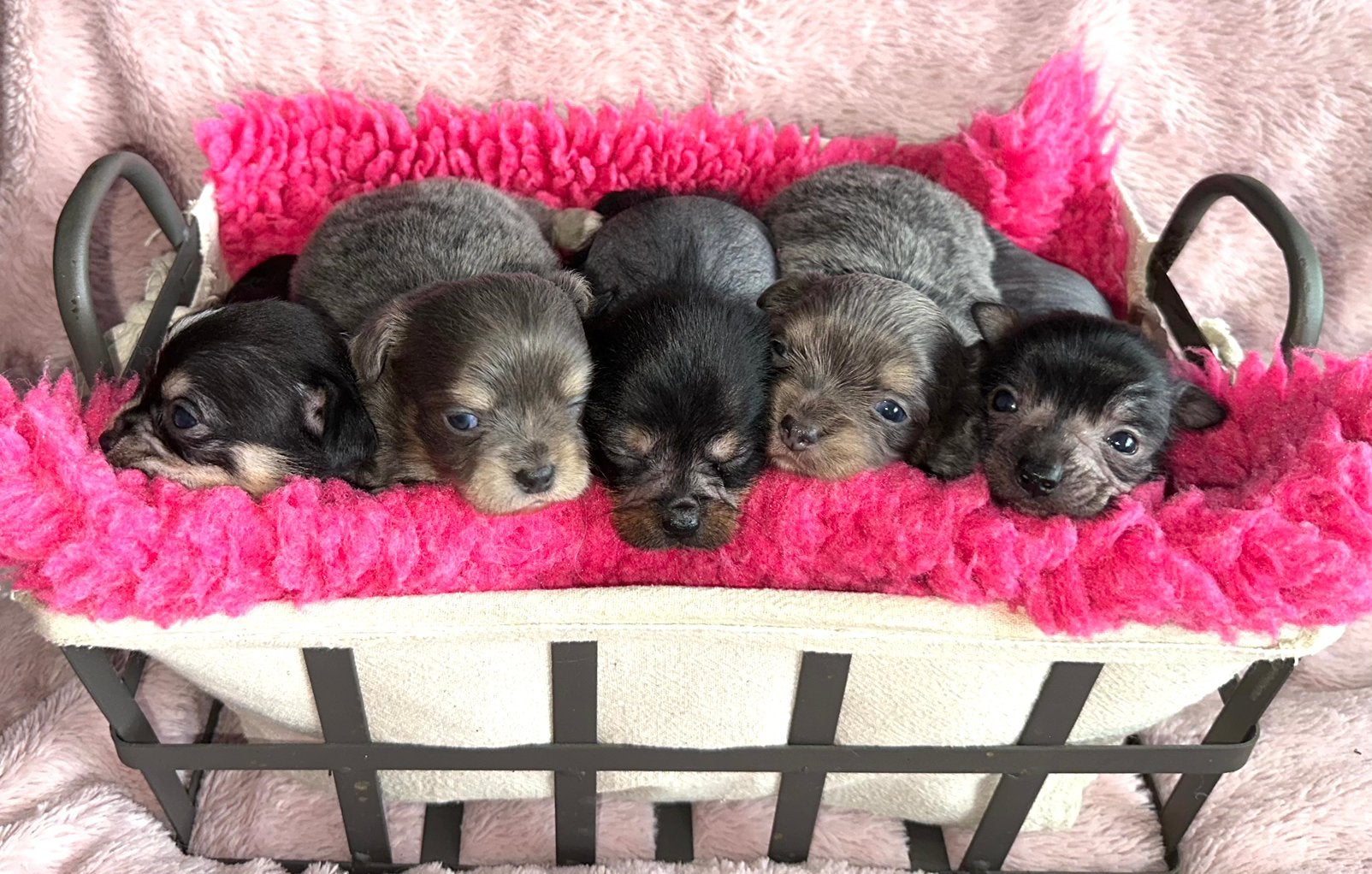 Prachtige Chinese naakthond x Chihuahua pupjes, Dieren en Toebehoren, Honden | Chihuahua's en Gezelschapshonden, Parvo, 8 tot 15 weken